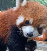 Red panda